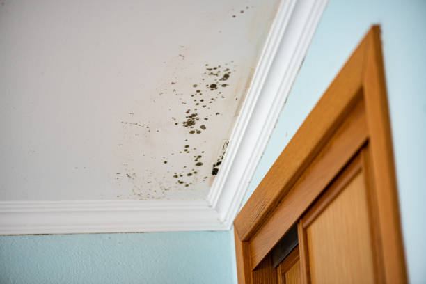 Best Mold Damage Repair  in Jackson, MO