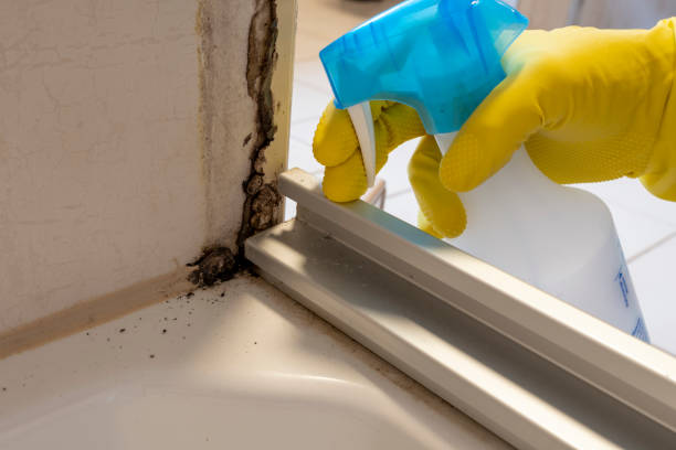 Best Attic Mold Removal  in Jackson, MO
