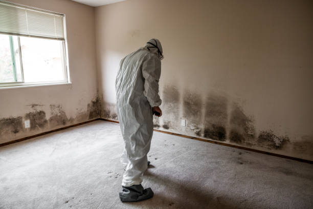 Best Residential Mold Removal  in Jackson, MO