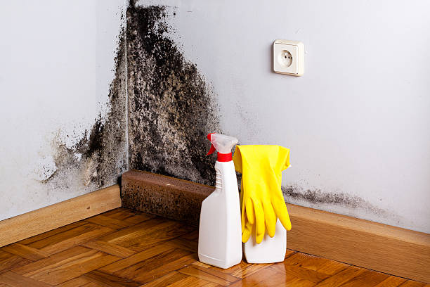 Best Mold Damage Repair  in Jackson, MO