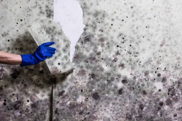 Jackson, MO Mold Removal Company