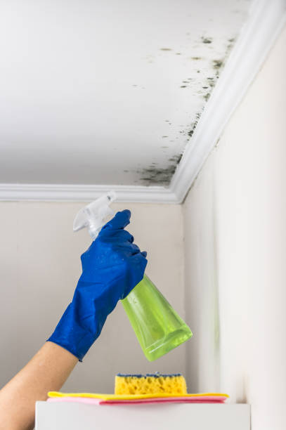 Best Crawl Space Mold Removal  in Jackson, MO