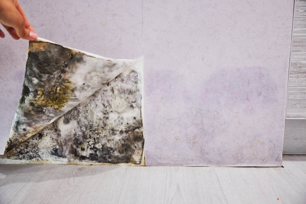 Best Professional Mold Removal  in Jackson, MO